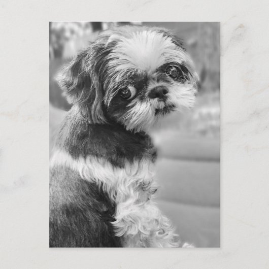 Shih Tau Girl Briefkaart (Voorkant)