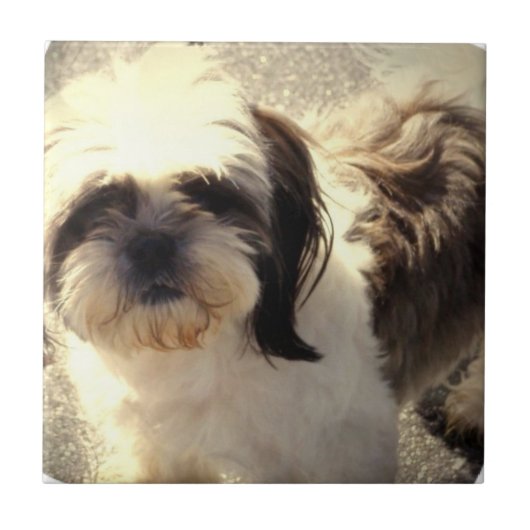 Shih-Tsu Dog Tile Tegeltje (Voorkant)