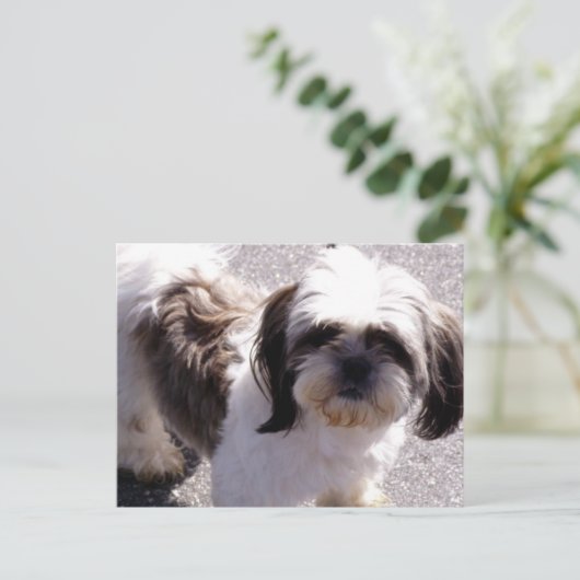 Shih Tsu Puppy Briefkaart (Staand voorkant)