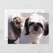 Shih Tsu Puppy Briefkaart (Voorkant / Achterkant)