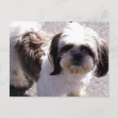 Shih Tsu Puppy Briefkaart (Voorkant)
