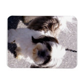 Shih Tsu Puppy Premium Magnet Magneet (Horizontaal)