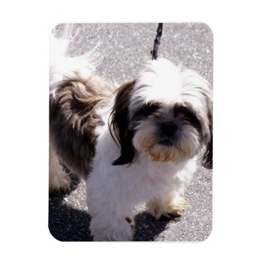 Shih Tsu Puppy Premium Magnet Magneet (Verticaal)
