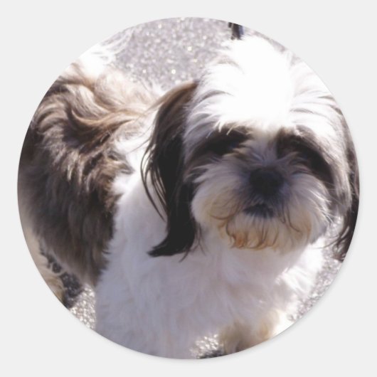 Shih Tsu Puppy Stickers (Voorkant)