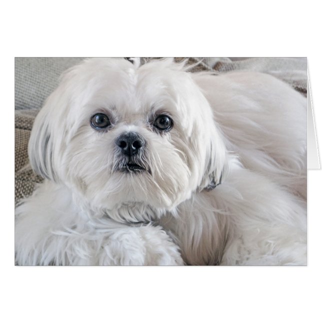 Shih Tzu (Voorkant Horizontaal)