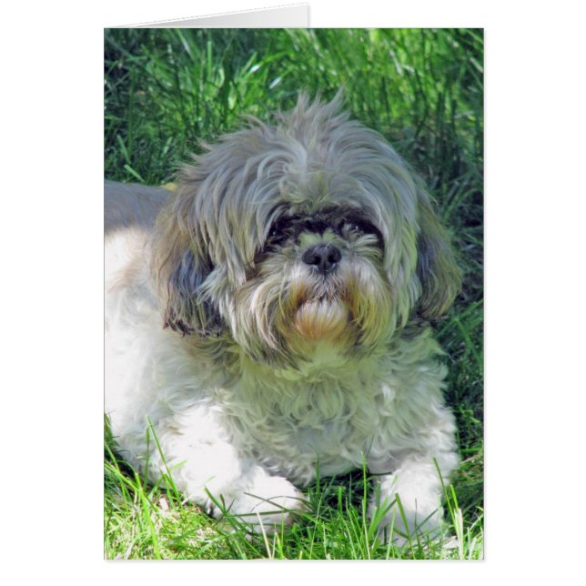 shih tzu (Voorkant)