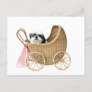 Shih Tzu baby buggy Briefkaart