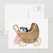 Shih Tzu baby buggy Briefkaart (Voorkant / Achterkant)
