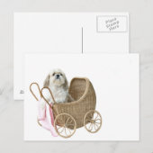 Shih Tzu baby buggy Briefkaart (Voorkant / Achterkant)