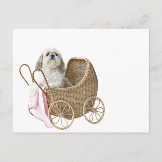 Shih Tzu baby buggy Briefkaart (Voorkant)