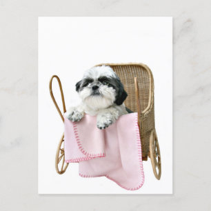 Shih Tzu baby buggy Briefkaart