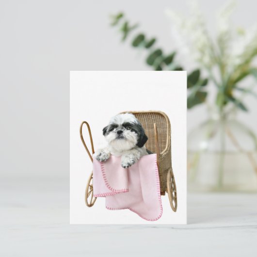 Shih Tzu baby buggy Briefkaart (Staand voorkant)