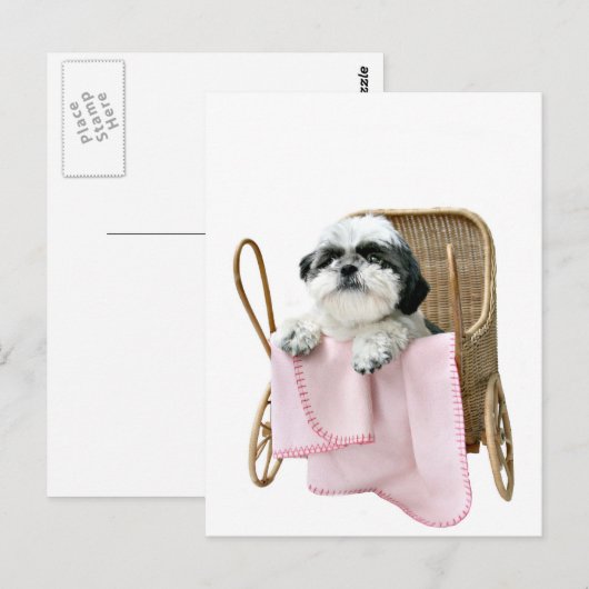 Shih Tzu baby buggy Briefkaart (Voorkant / Achterkant)