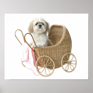 Shih Tzu baby Poster