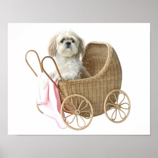 Shih Tzu baby Poster (Voorkant)