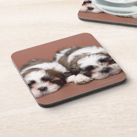 Shih Tzu Bier Onderzetter (Linkerzijde)