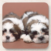 Shih Tzu Bier Onderzetter (Voorkant)