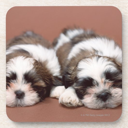 Shih Tzu Bier Onderzetter (Voorkant)