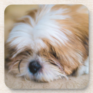 Shih Tzu Bier Onderzetter
