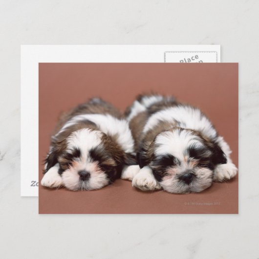 Shih Tzu Briefkaart (Voorkant / Achterkant)