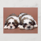 Shih Tzu Briefkaart (Voorkant)