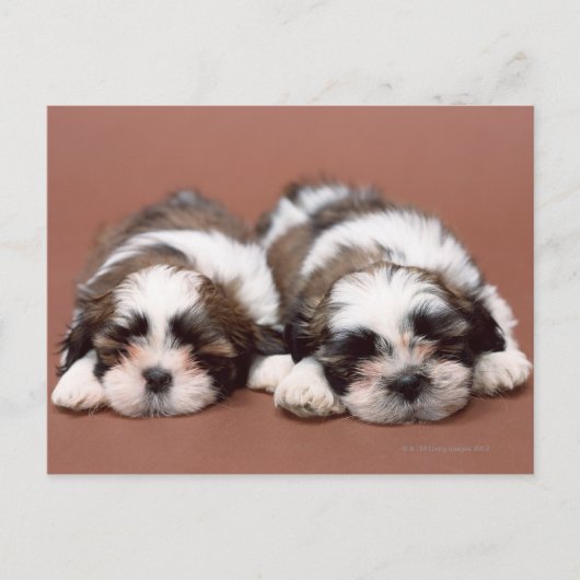 Shih Tzu Briefkaart (Voorkant)