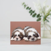 Shih Tzu Briefkaart (Staand voorkant)