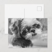 Shih Tzu Briefkaart (Voorkant / Achterkant)
