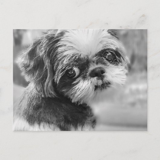 Shih Tzu Briefkaart (Voorkant)