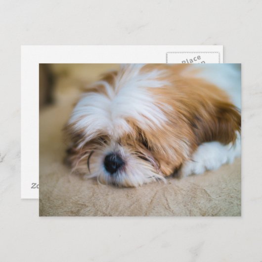 Shih Tzu Briefkaart (Voorkant / Achterkant)