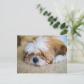 Shih Tzu Briefkaart (Staand voorkant)