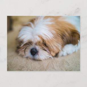Shih Tzu Briefkaart