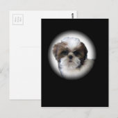 Shih-Tzu Briefkaart (Voorkant / Achterkant)