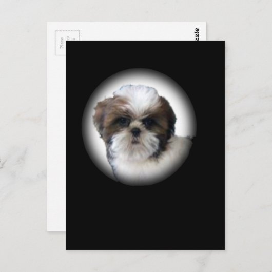 Shih-Tzu Briefkaart (Voorkant / Achterkant)