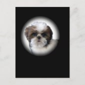Shih-Tzu Briefkaart (Voorkant)