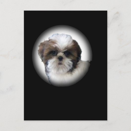 Shih-Tzu Briefkaart (Voorkant)