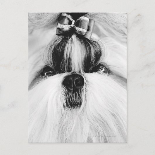 Shih Tzu Briefkaart (Voorkant)