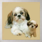Shih Tzu Buddies Print (Voorkant)