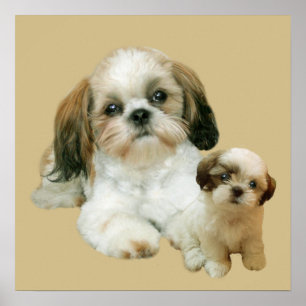 Shih Tzu Buddies Print