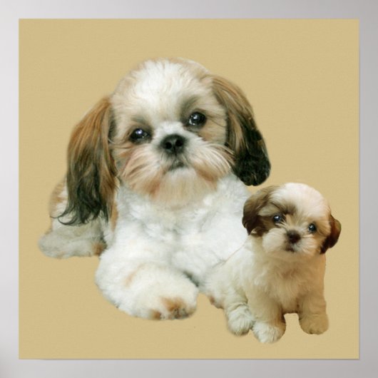 Shih Tzu Buddies Print (Voorkant)