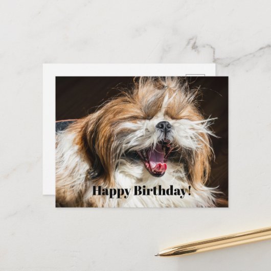 Shih tzu die gaapt lachend grappig Gefeliciteerd m Briefkaart (Voorkant / Achterkant in situ)