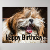 Shih tzu die gaapt lachend grappig Gefeliciteerd m Poster (Voorkant)