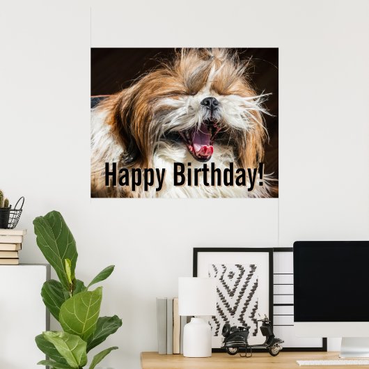 Shih tzu die gaapt lachend grappig Gefeliciteerd m Poster (Thuiskantoor)