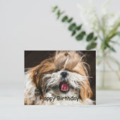Shih tzu die gaapt tong grappig schattig Gefelicit Briefkaart (Staand voorkant)