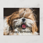 Shih tzu die gaapt tong grappig schattig Gefelicit Briefkaart (Voorkant)