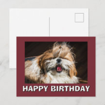 Shih tzu die gaapt tong grappig schattig Gefelicit