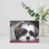 Shih Tzu Dog Briefkaart (Staand voorkant)