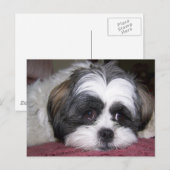 Shih Tzu Dog Briefkaart (Voorkant / Achterkant)