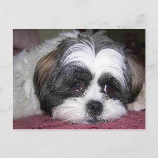 Shih Tzu Dog Briefkaart (Voorkant)