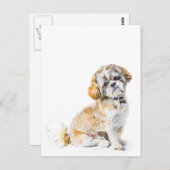 Shih Tzu Dog Briefkaart (Voorkant / Achterkant)